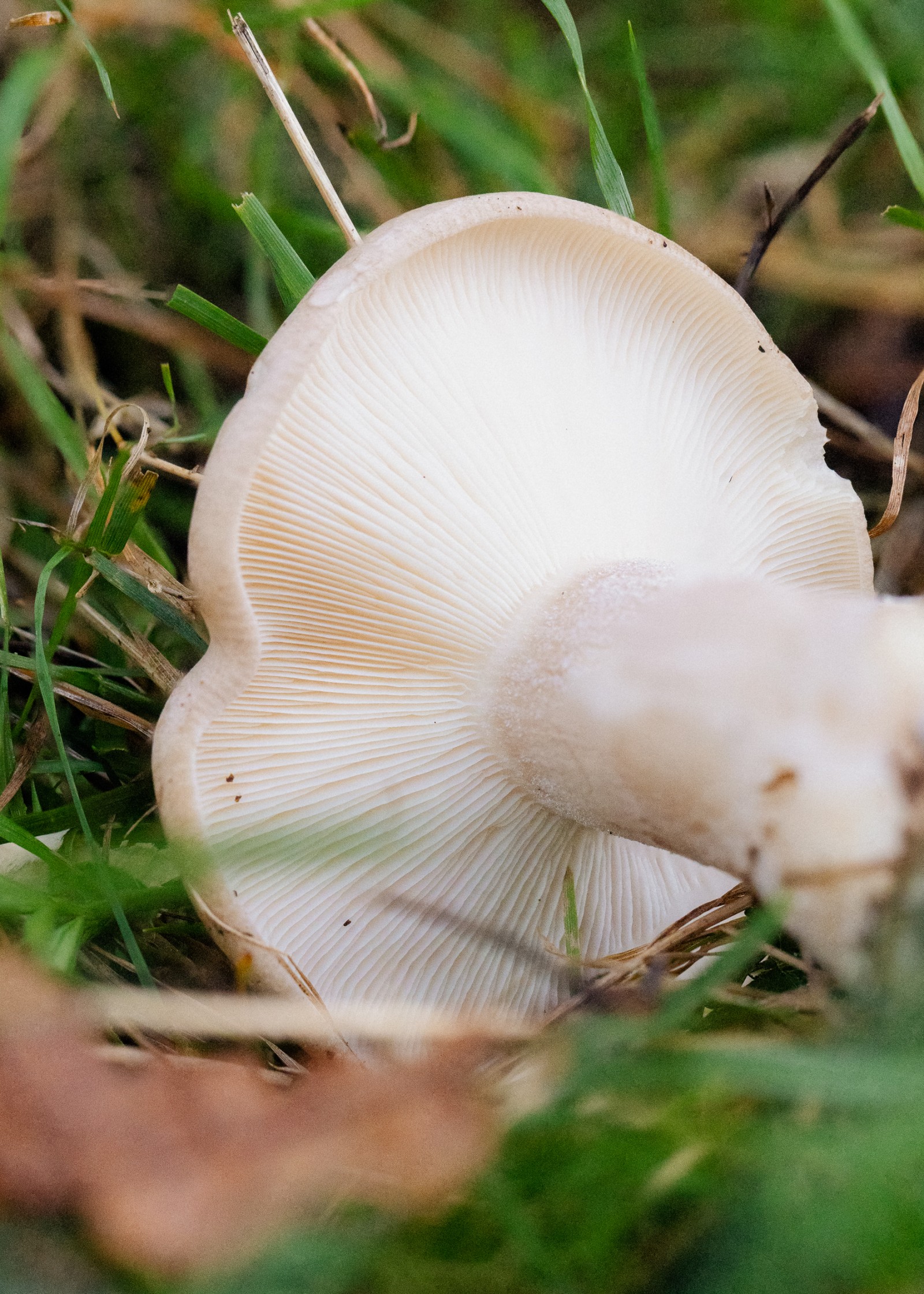 Clitocybe nebularis