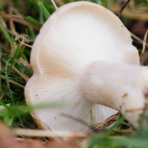 Clitocybe nebularis