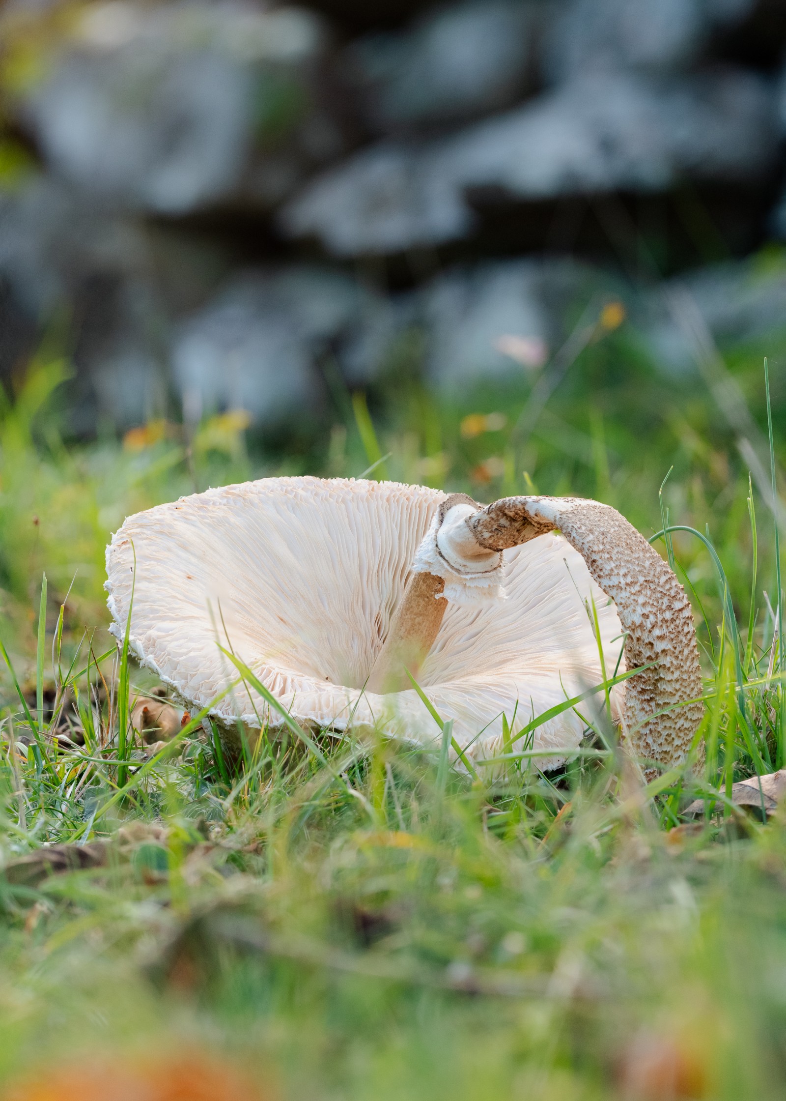 Macrolepiota procera