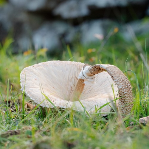 Macrolepiota procera
