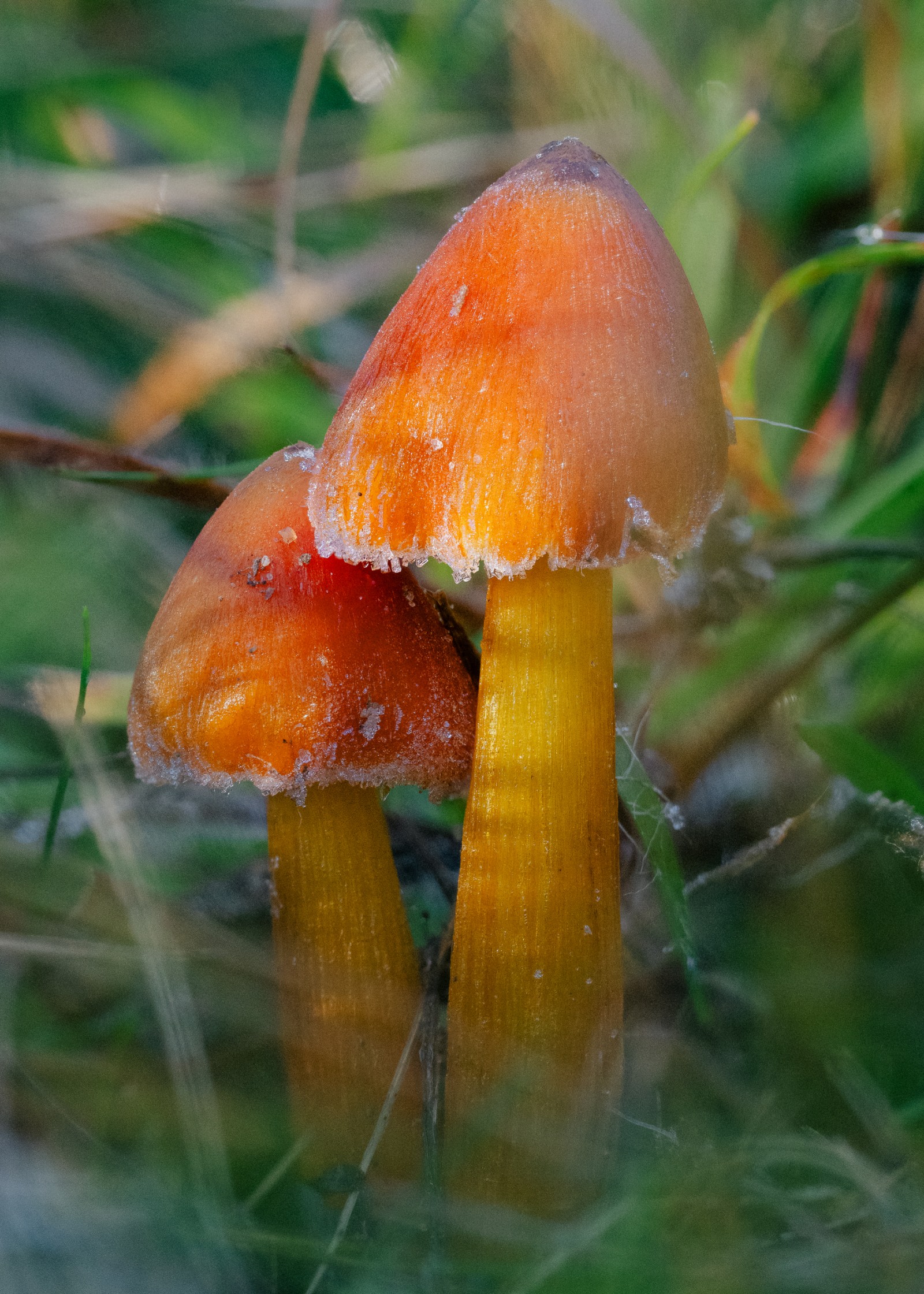 Hygrocybe conica