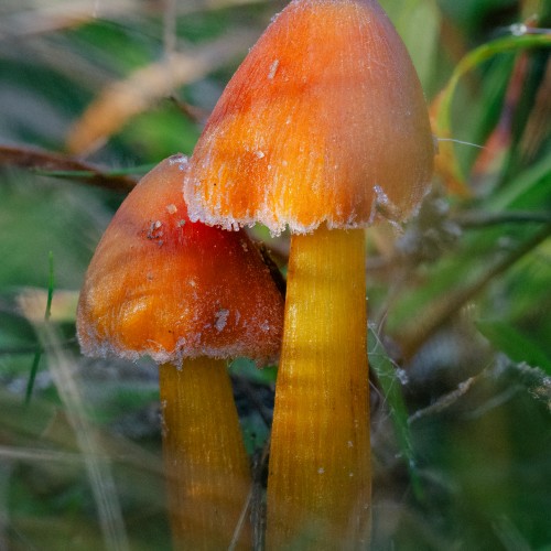 Hygrocybe conica