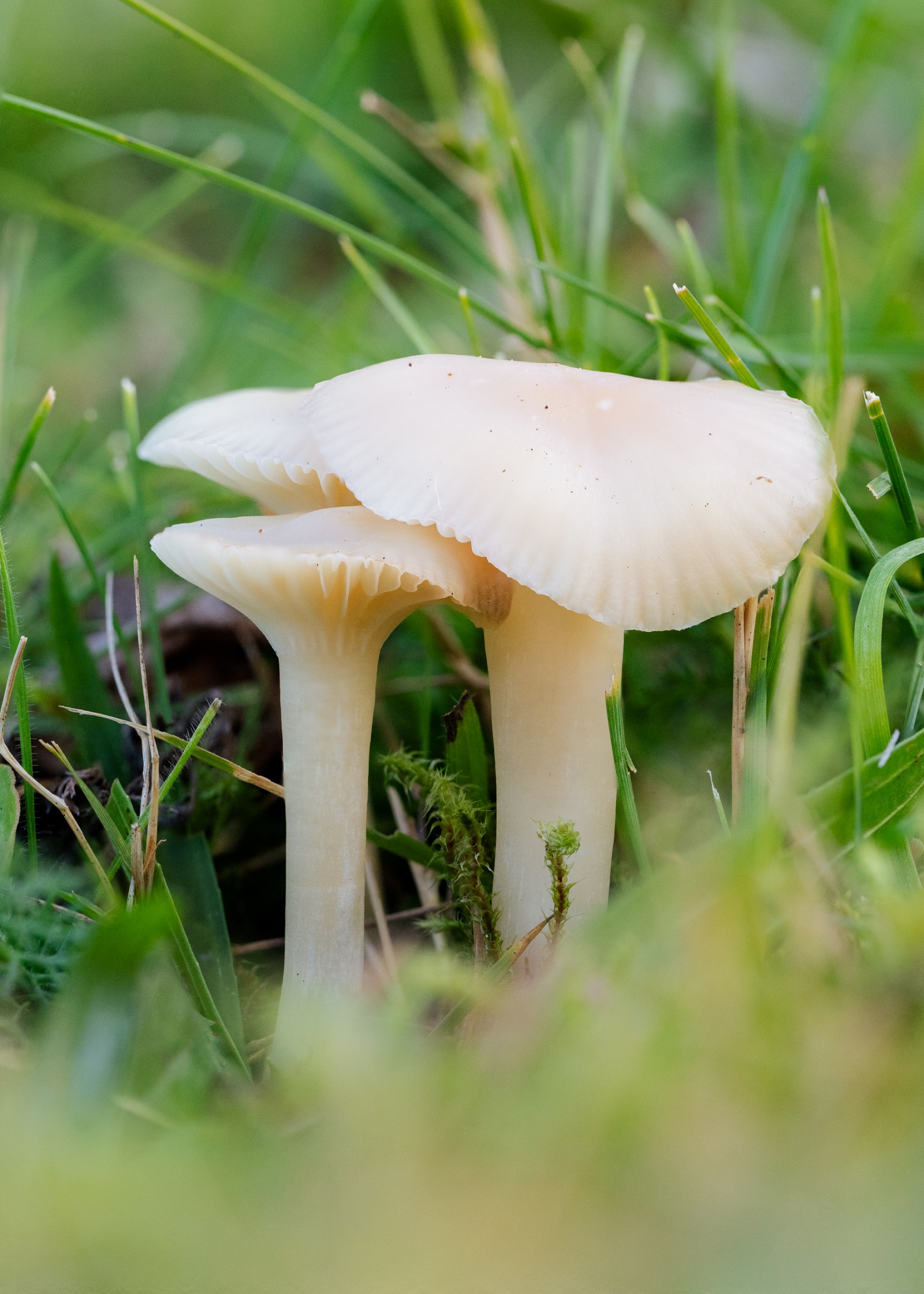 Cuphophyllus virgineus