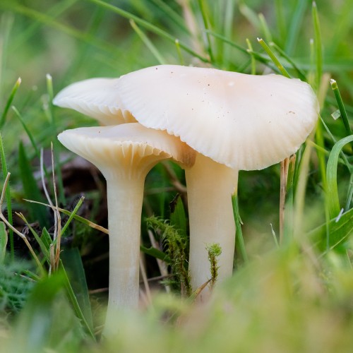 Cuphophyllus virgineus