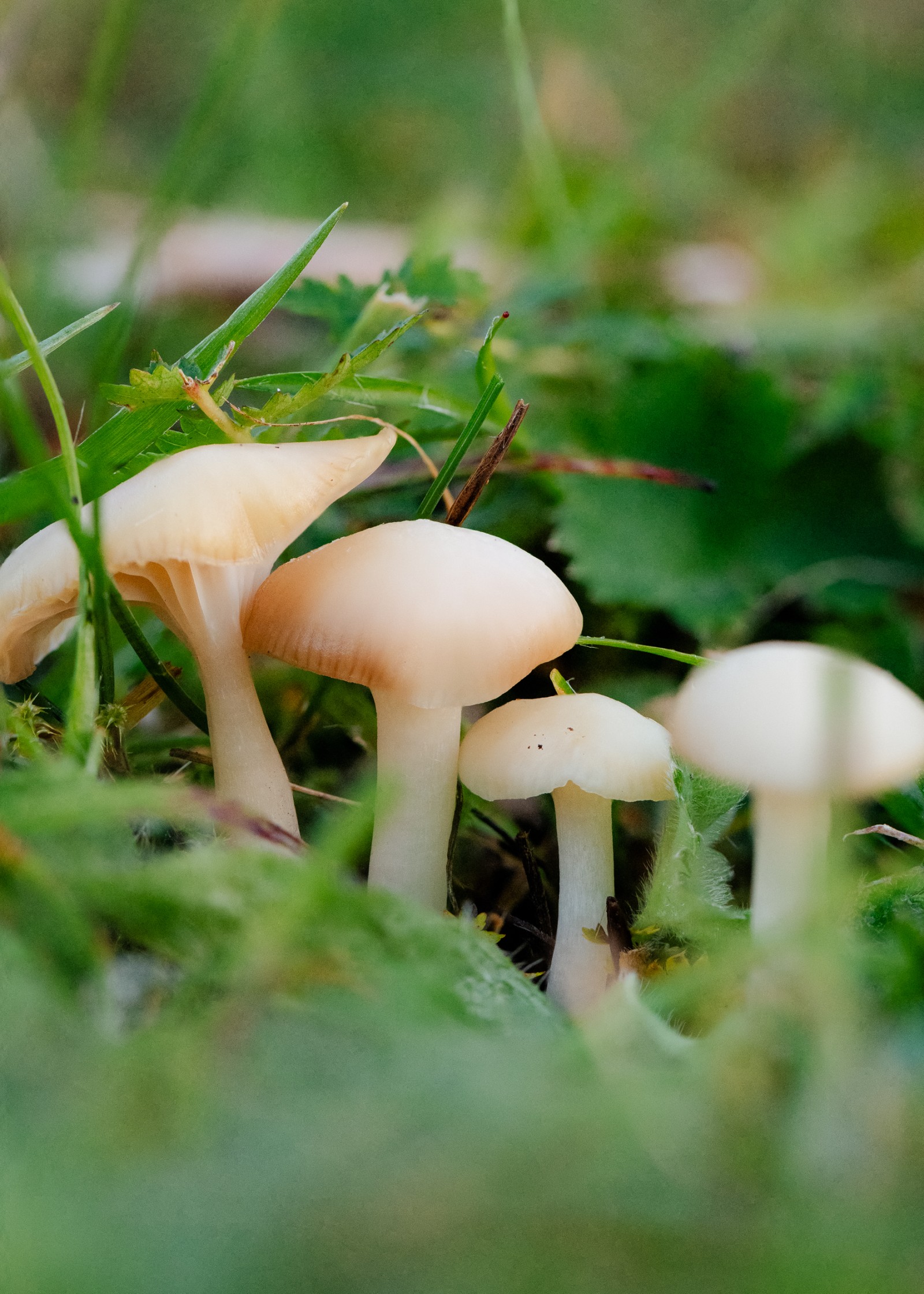 Cuphophyllus virgineus