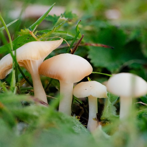 Cuphophyllus virgineus