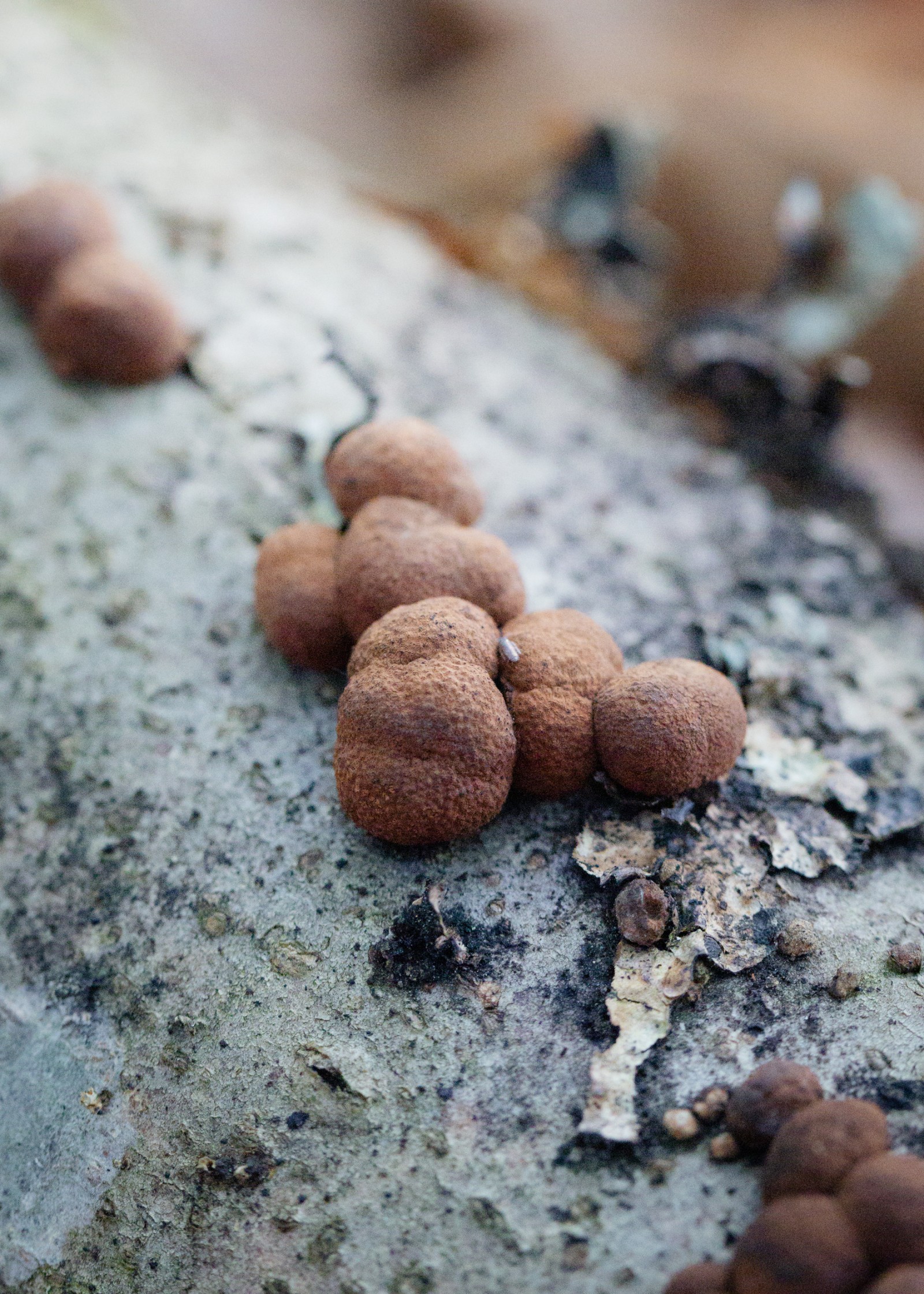 Hypoxylon fragiforme