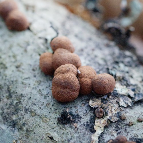 Hypoxylon fragiforme