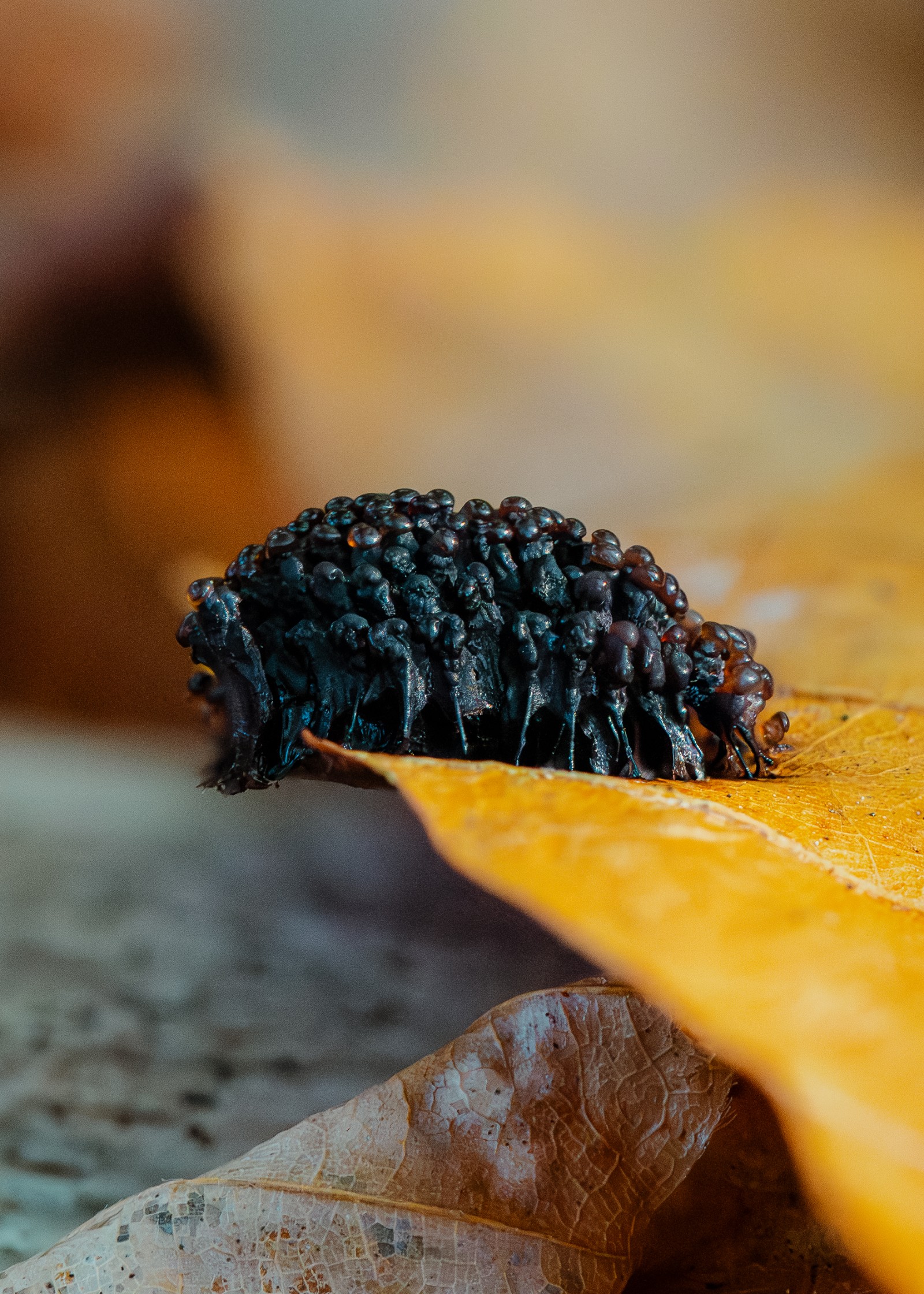 Metatrichia floriformis
