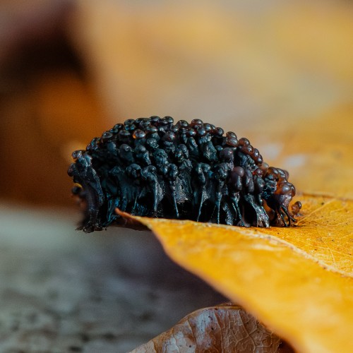 Metatrichia floriformis