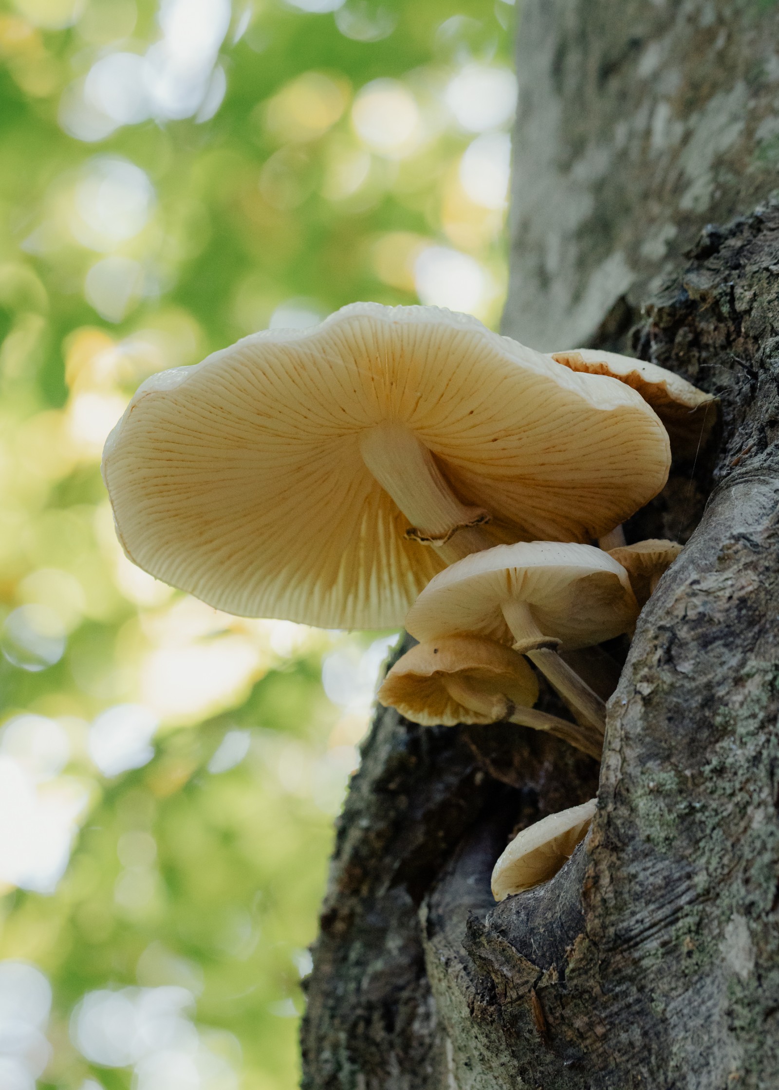 Mucidula mucida