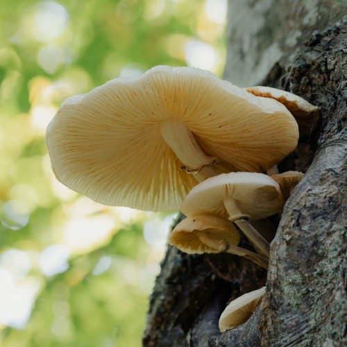 Mucidula mucida