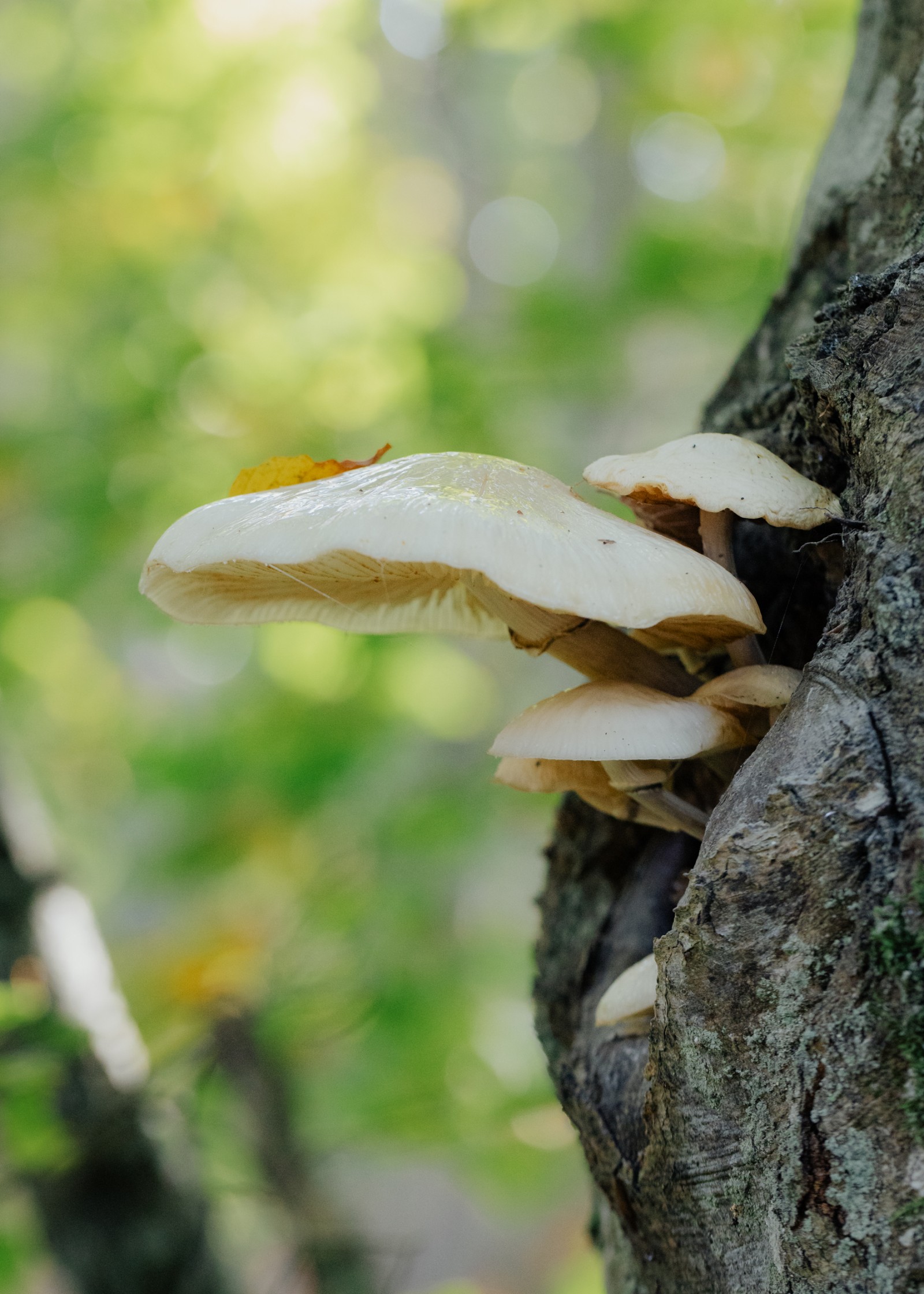 Mucidula mucida