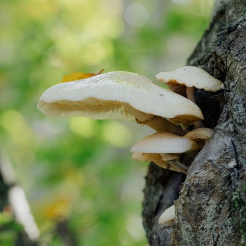 Mucidula mucida