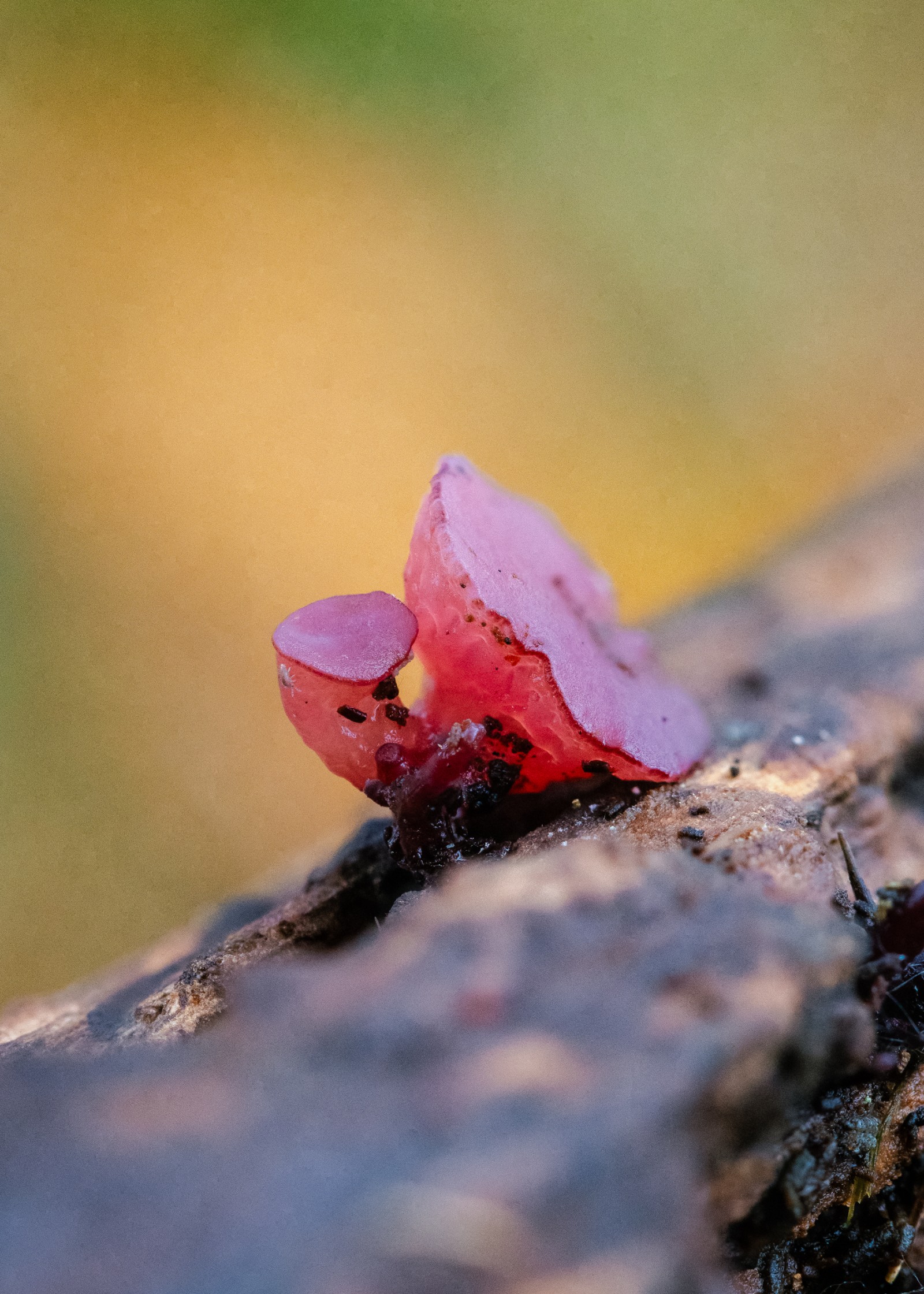 Ascocoryne sarcoides