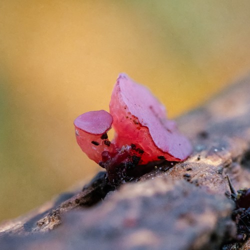 Ascocoryne sarcoides