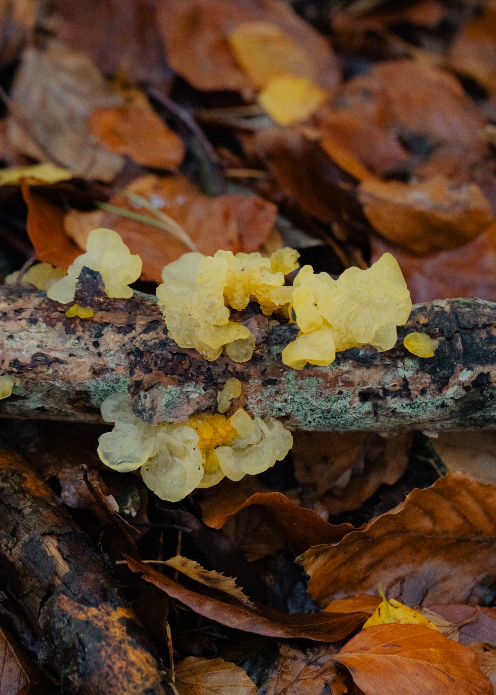 Tremella mesenterica