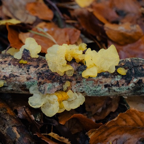 Tremella mesenterica