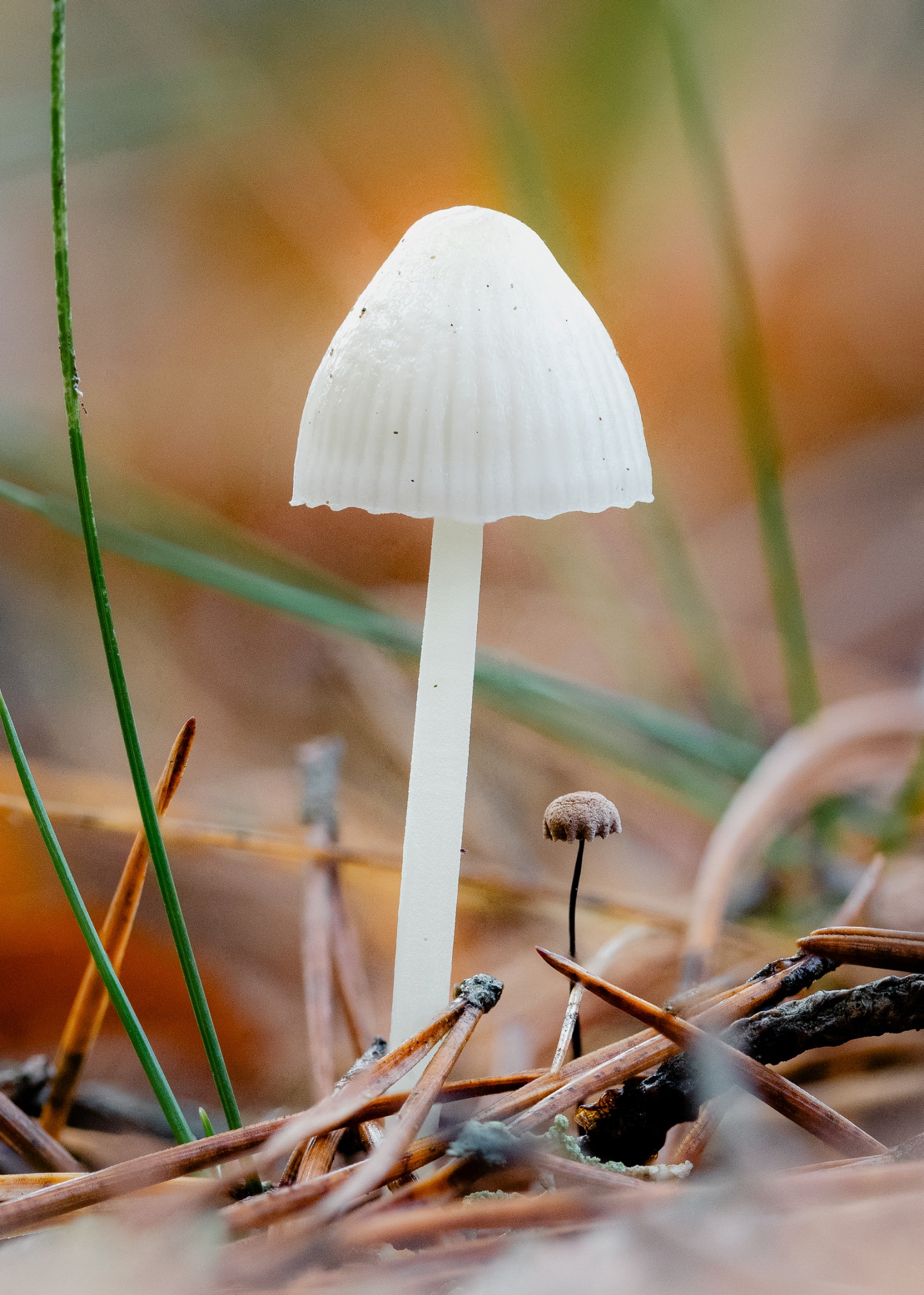 Mycena sp.