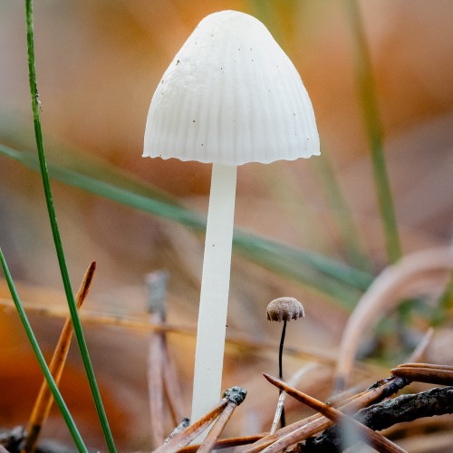 Mycena sp.