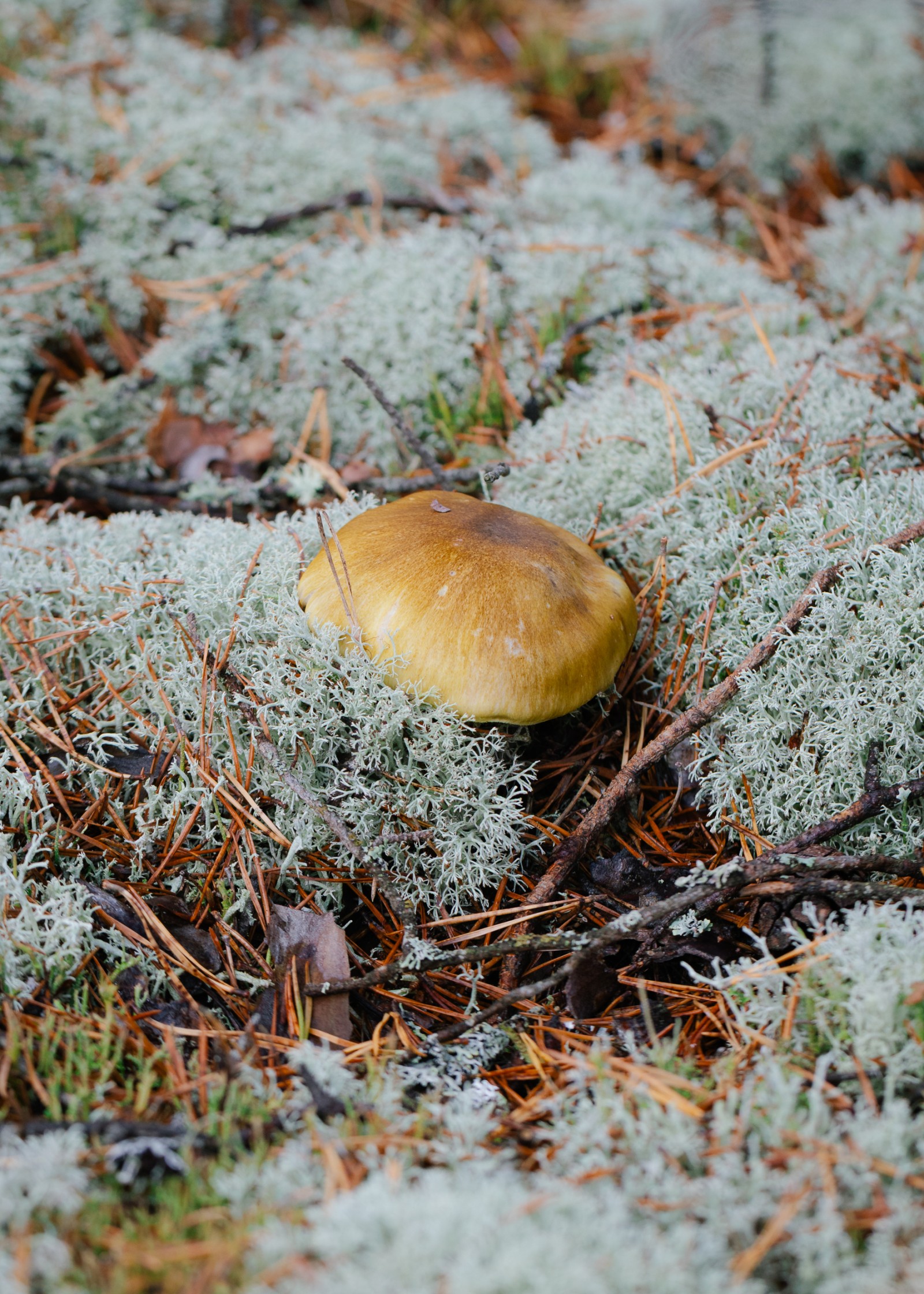 Tricholoma arvernense
