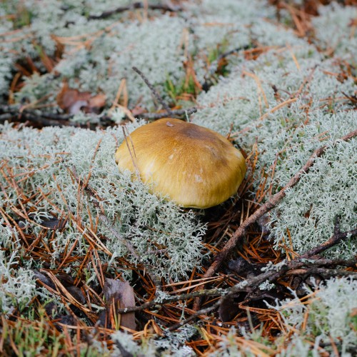 Tricholoma arvernense
