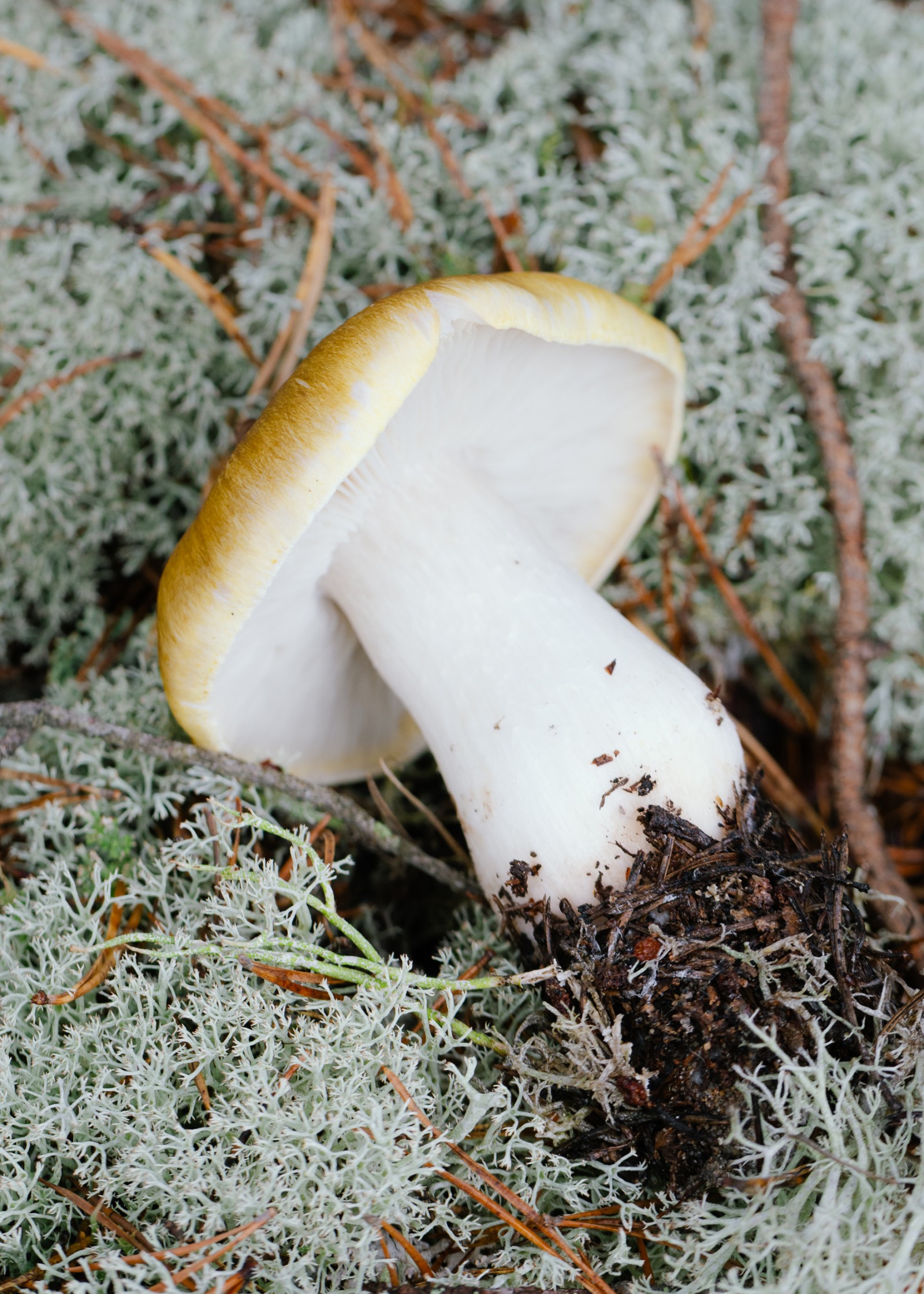 Tricholoma arvernense
