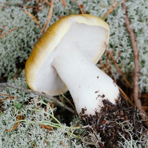 Tricholoma arvernense