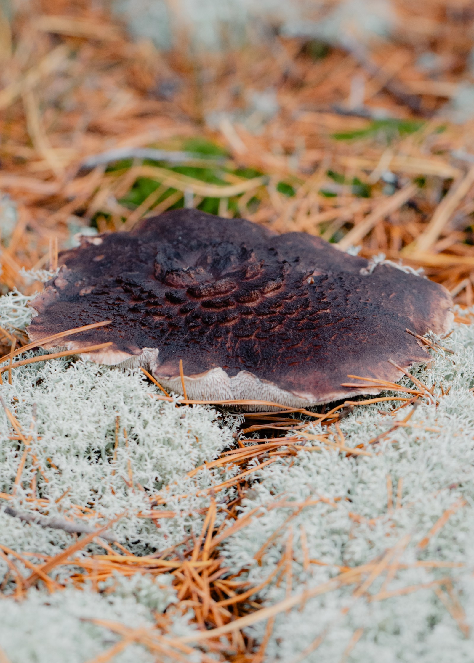 Sarcodon squamosus