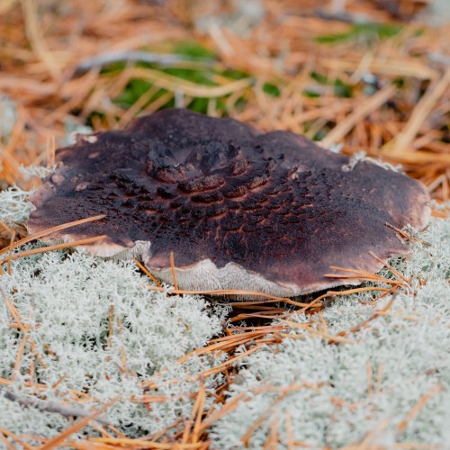 Sarcodon squamosus