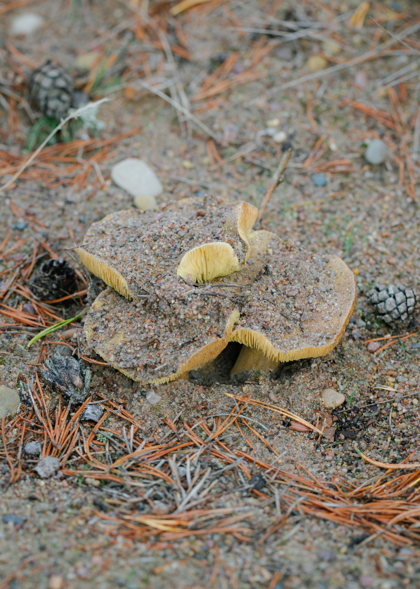 Tricholoma equestre