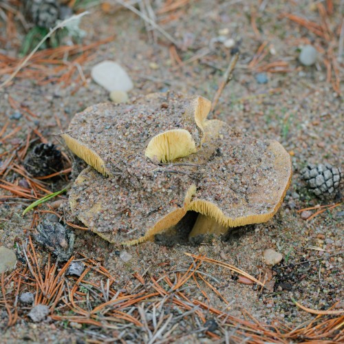 Tricholoma equestre