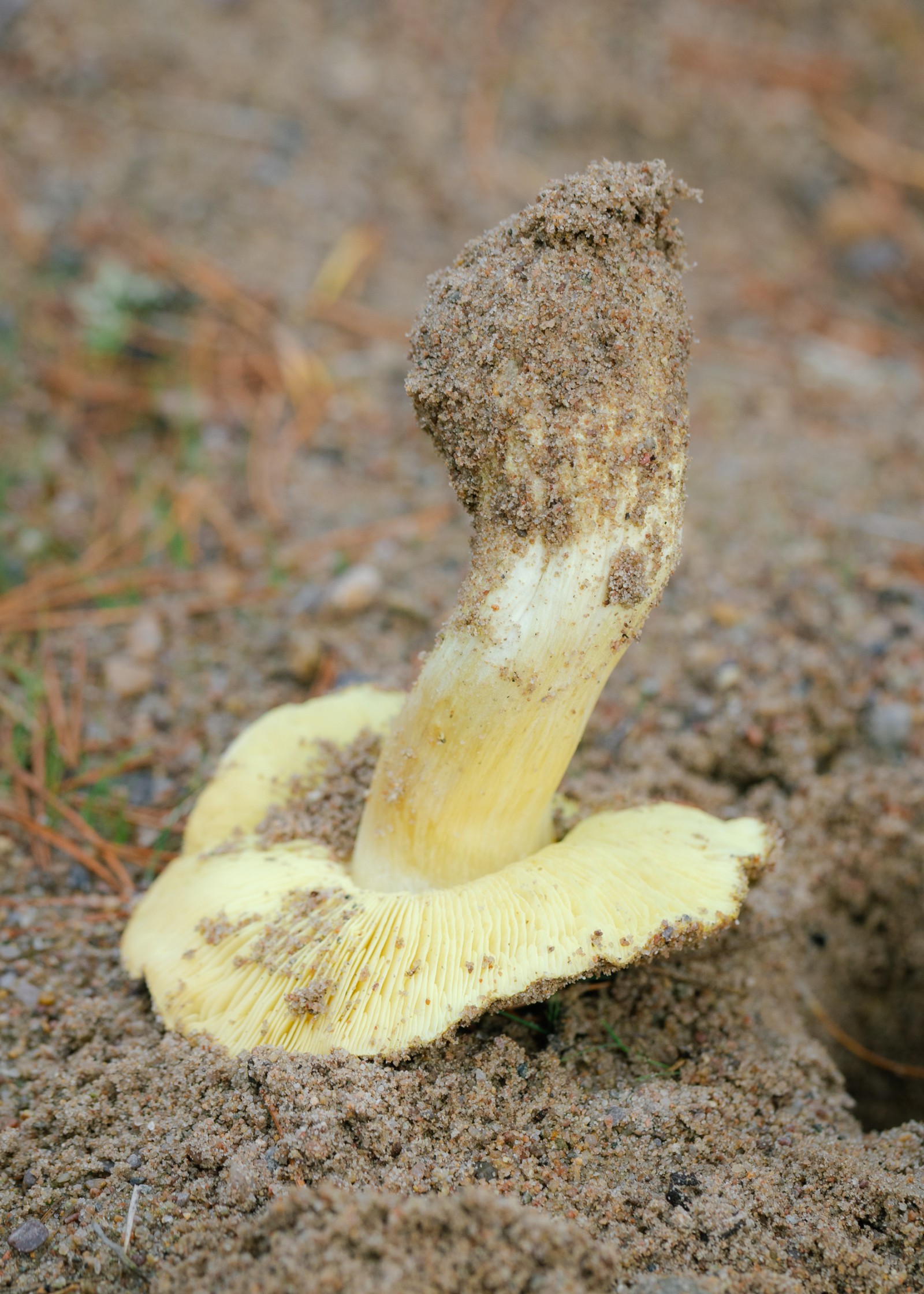 Tricholoma equestre