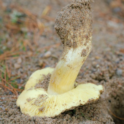 Tricholoma equestre
