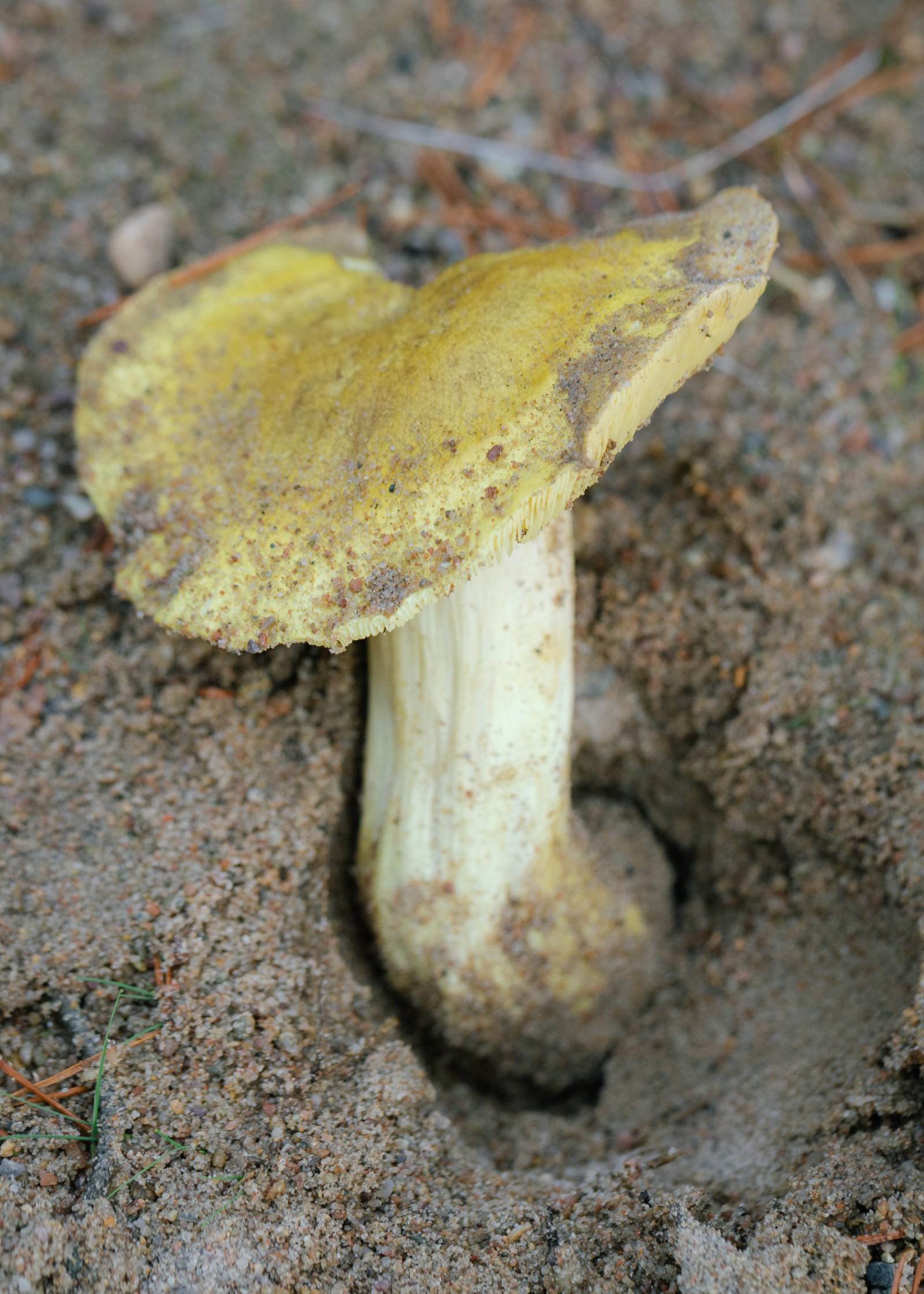 Tricholoma equestre