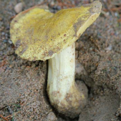Tricholoma equestre