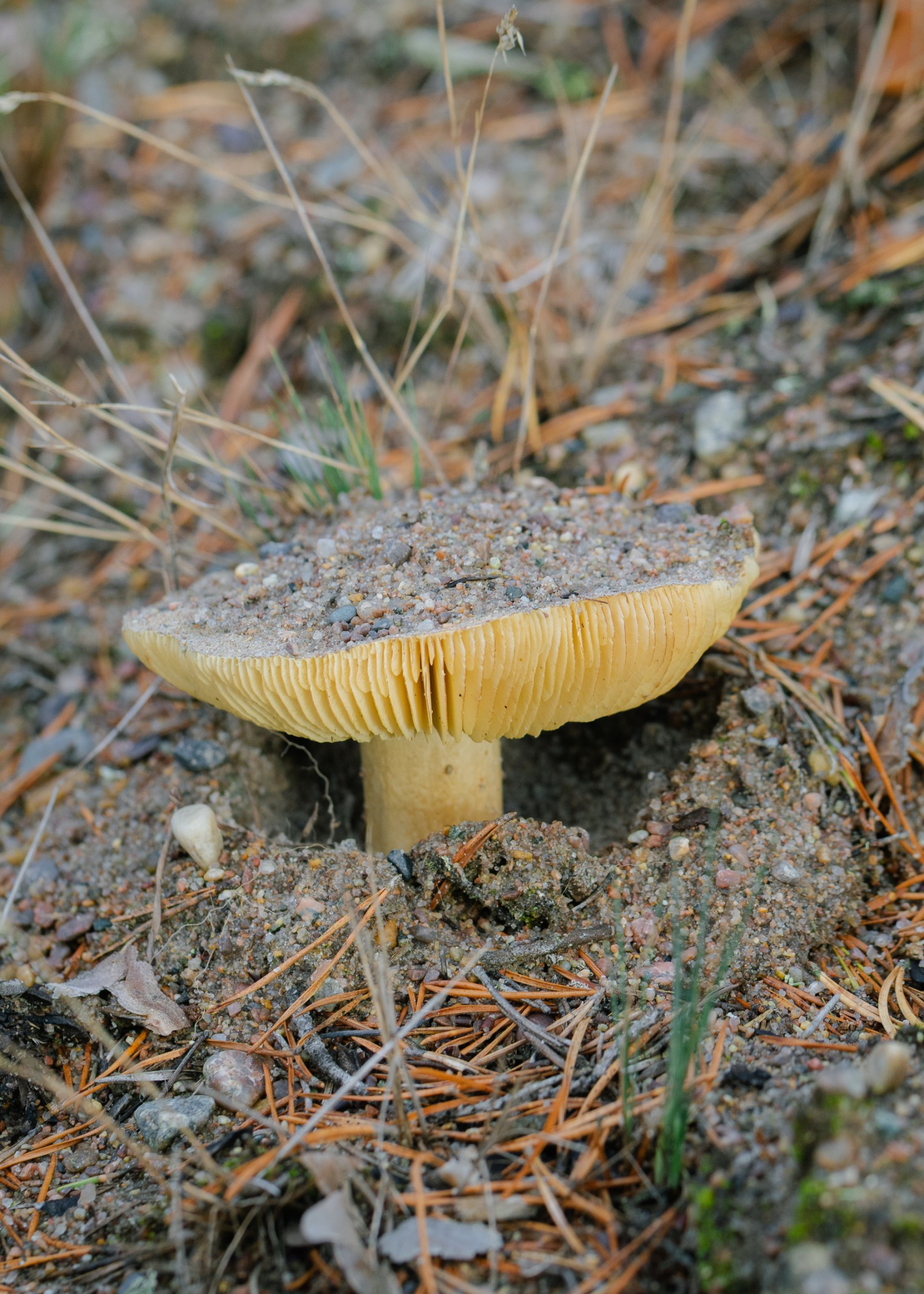 Tricholoma equestre