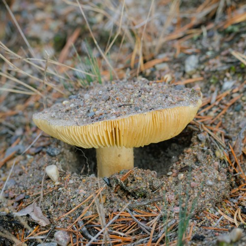 Tricholoma equestre