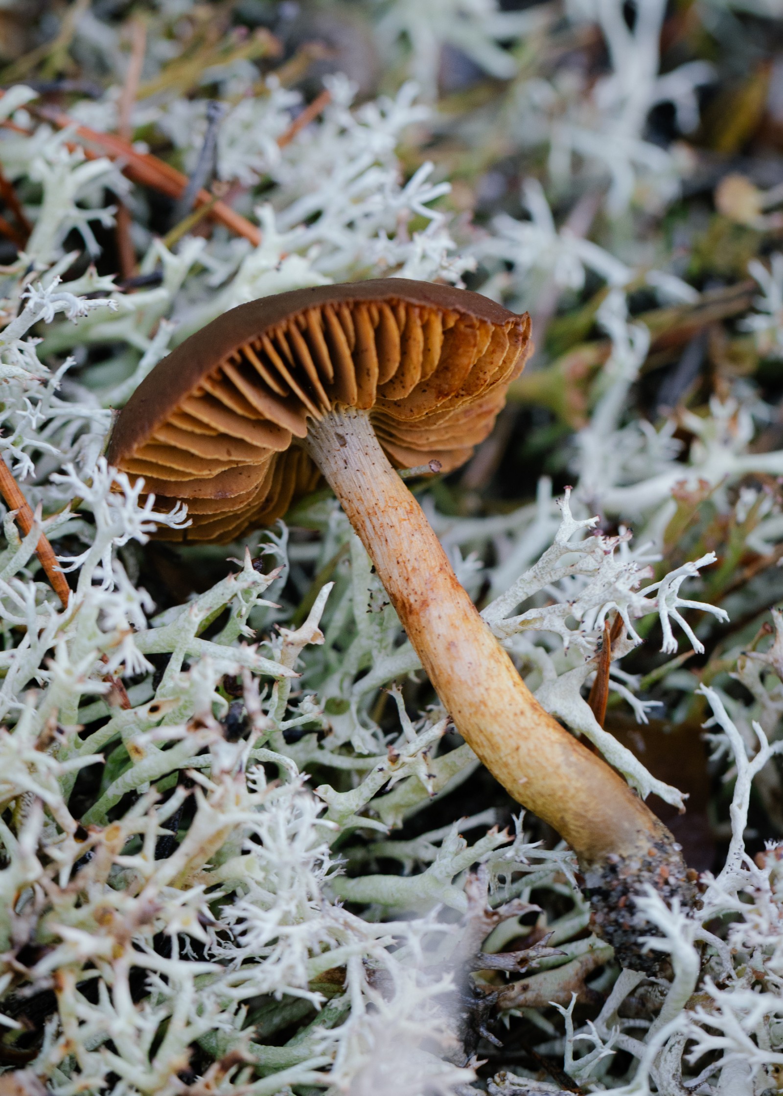 Cortinarius sp.