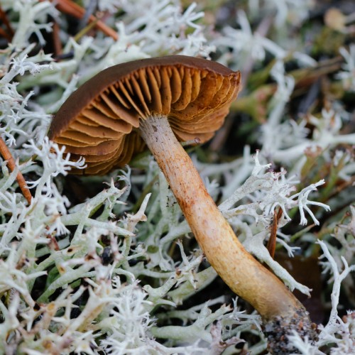 Cortinarius sp.