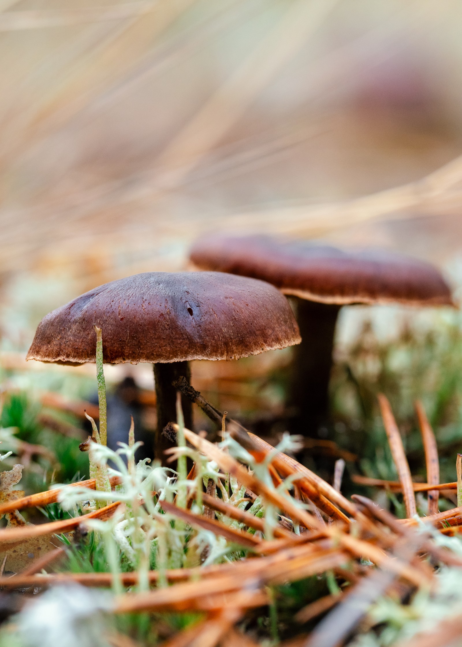 Cortinarius sp.