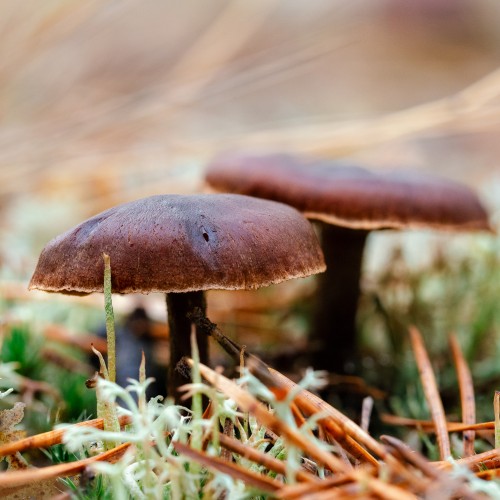 Cortinarius sp.