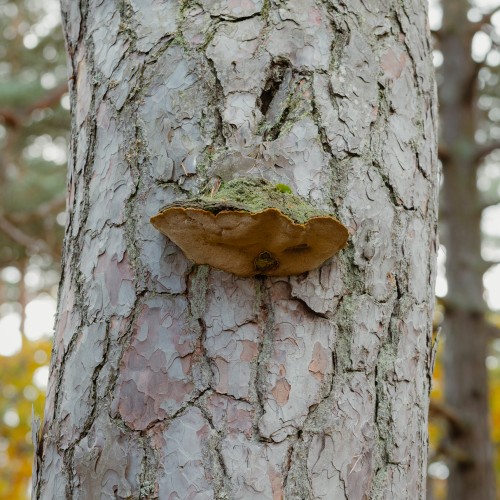 Porodaedalea pini