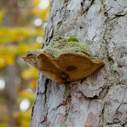 Porodaedalea pini