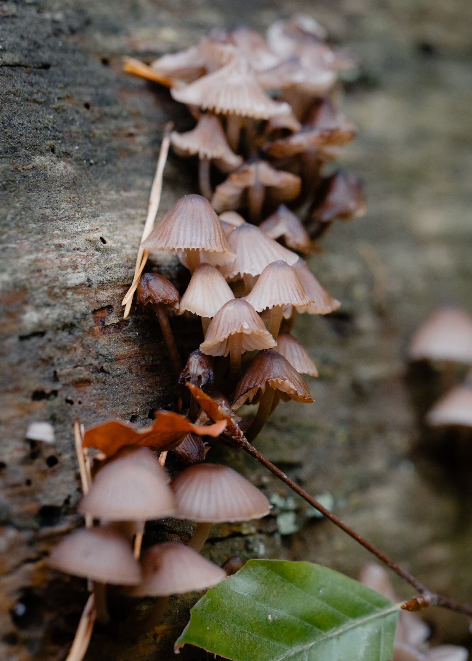 Mycena inclinata