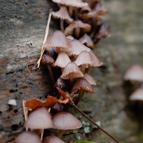 Mycena inclinata