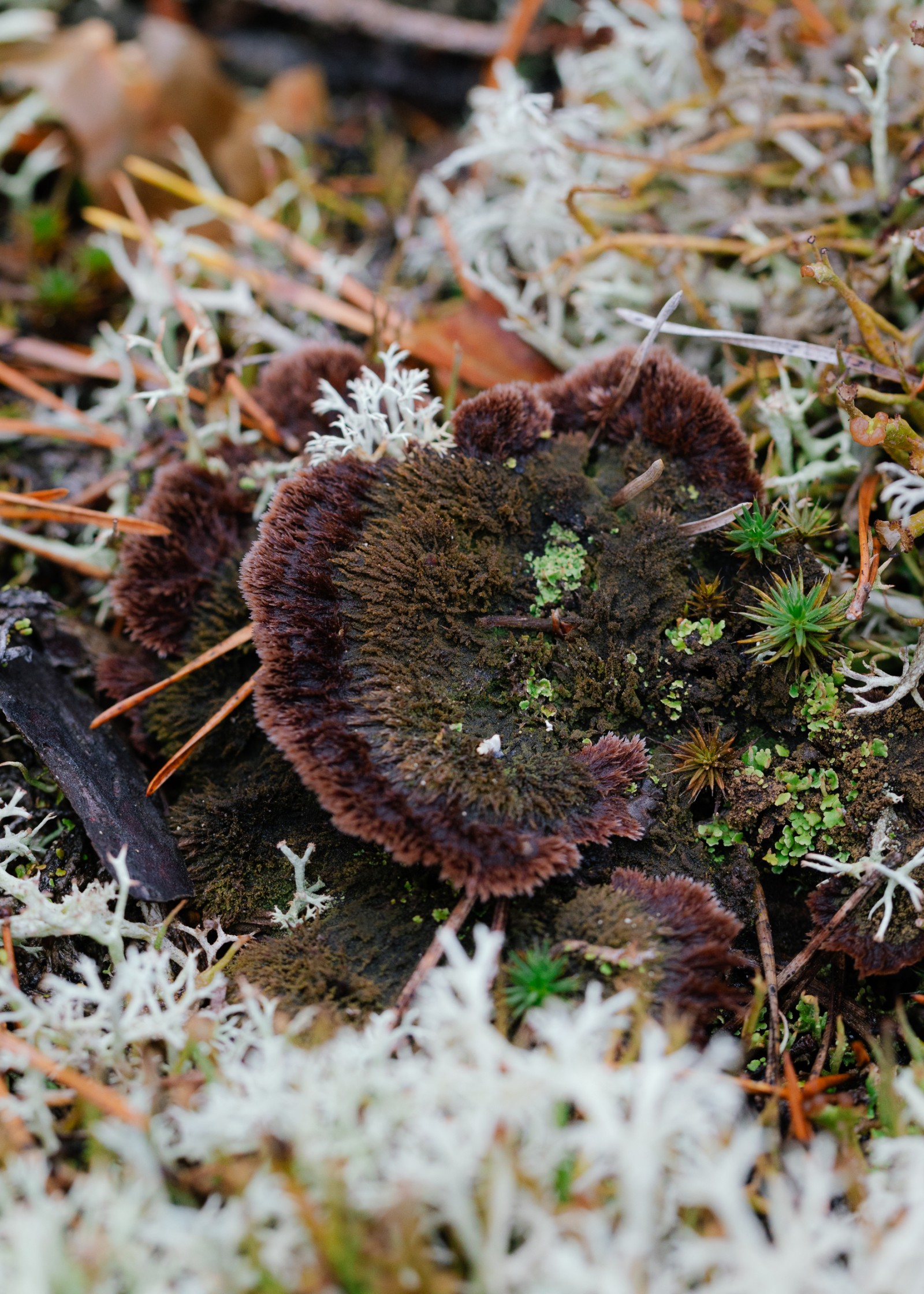 Thelephora terrestris