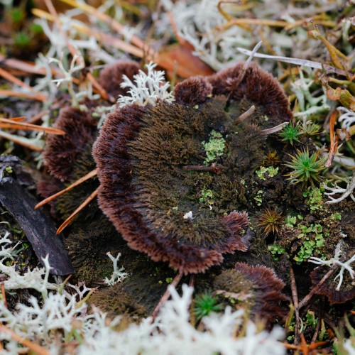 Thelephora terrestris