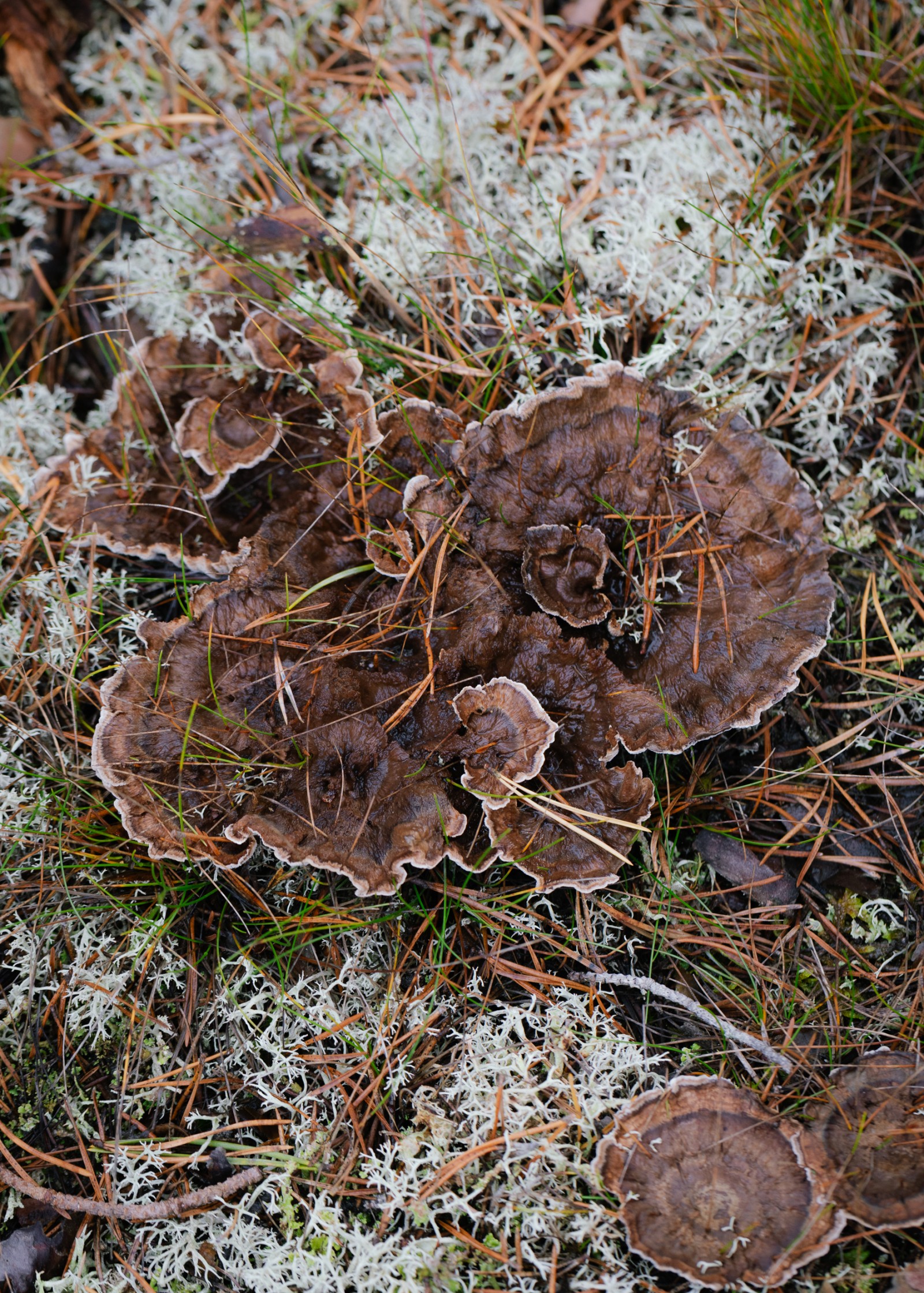 Thelephora terrestris