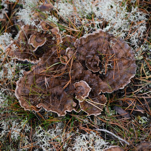 Thelephora terrestris